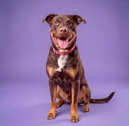 An adult large-sized male Australian Kelpie dog named Bambino for adoption in Washington, DC