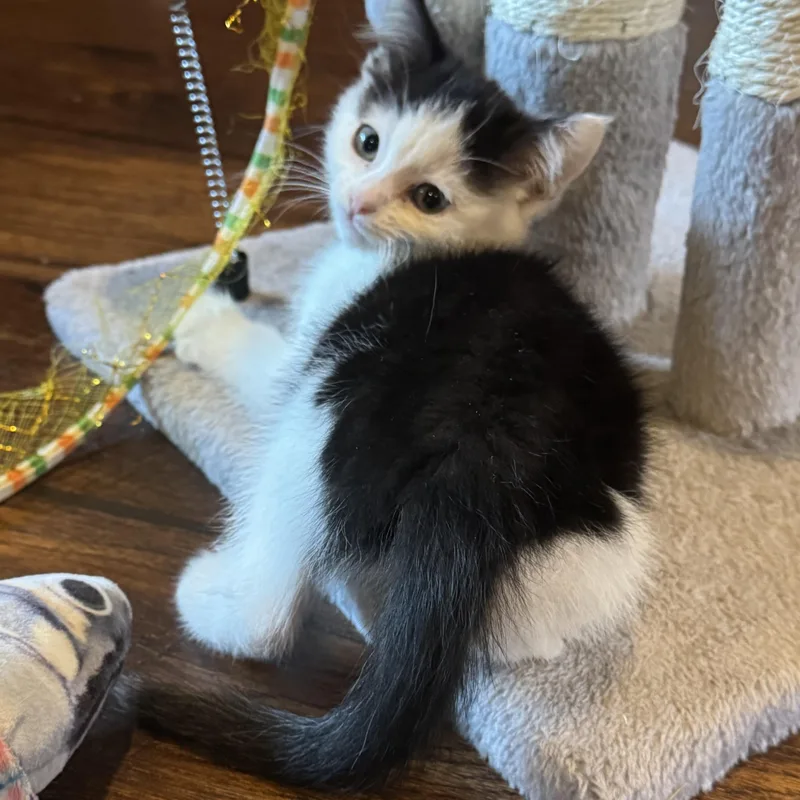 A baby medium-sized female Black & White / Tuxedo Domestic Short Hair cat named Coco for adoption in Pasco, WA