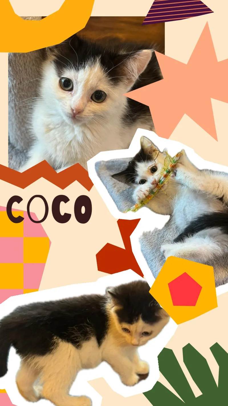 Coco thumbnail 5