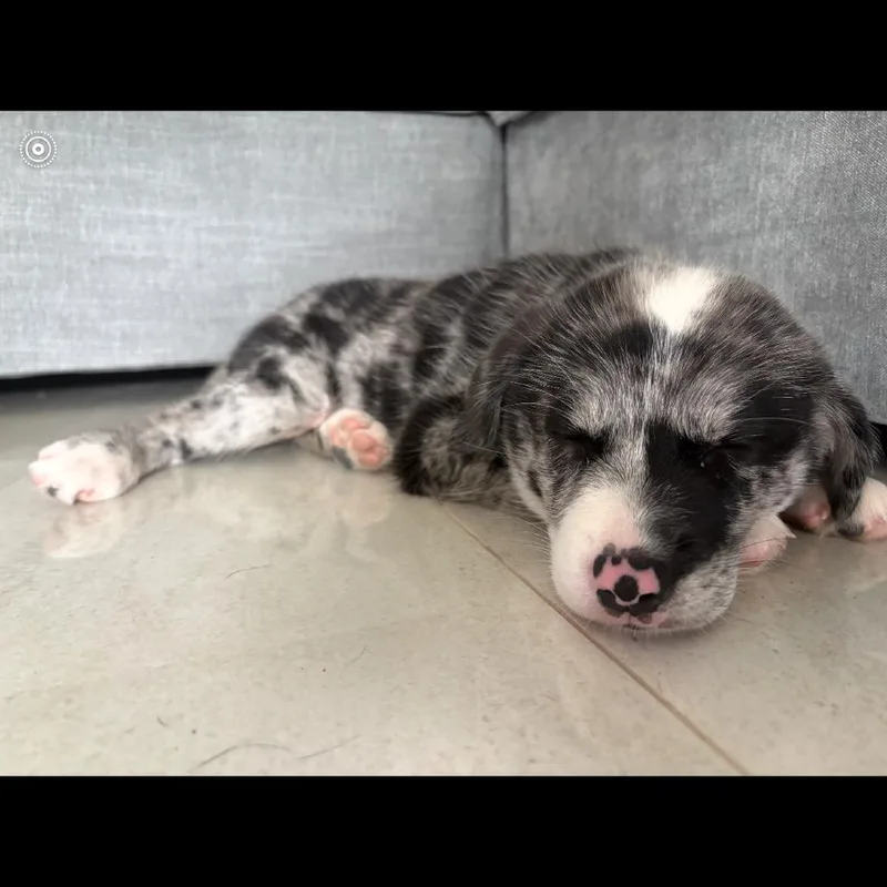 Frankie thumbnail 3