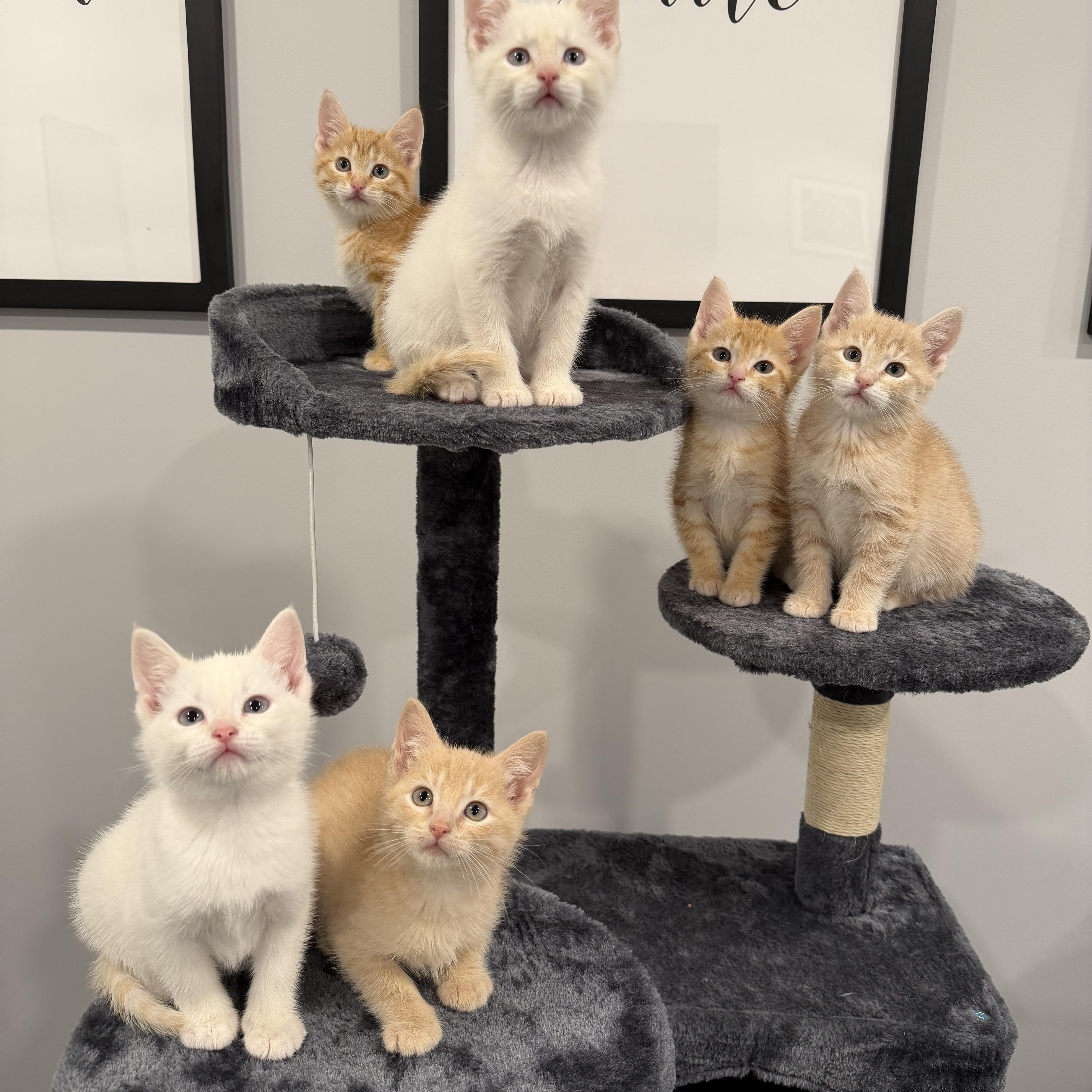 A baby medium-sized female Buff / Tan / Fawn Domestic Short Hair cat named Tangerine for adoption in Chicago, IL