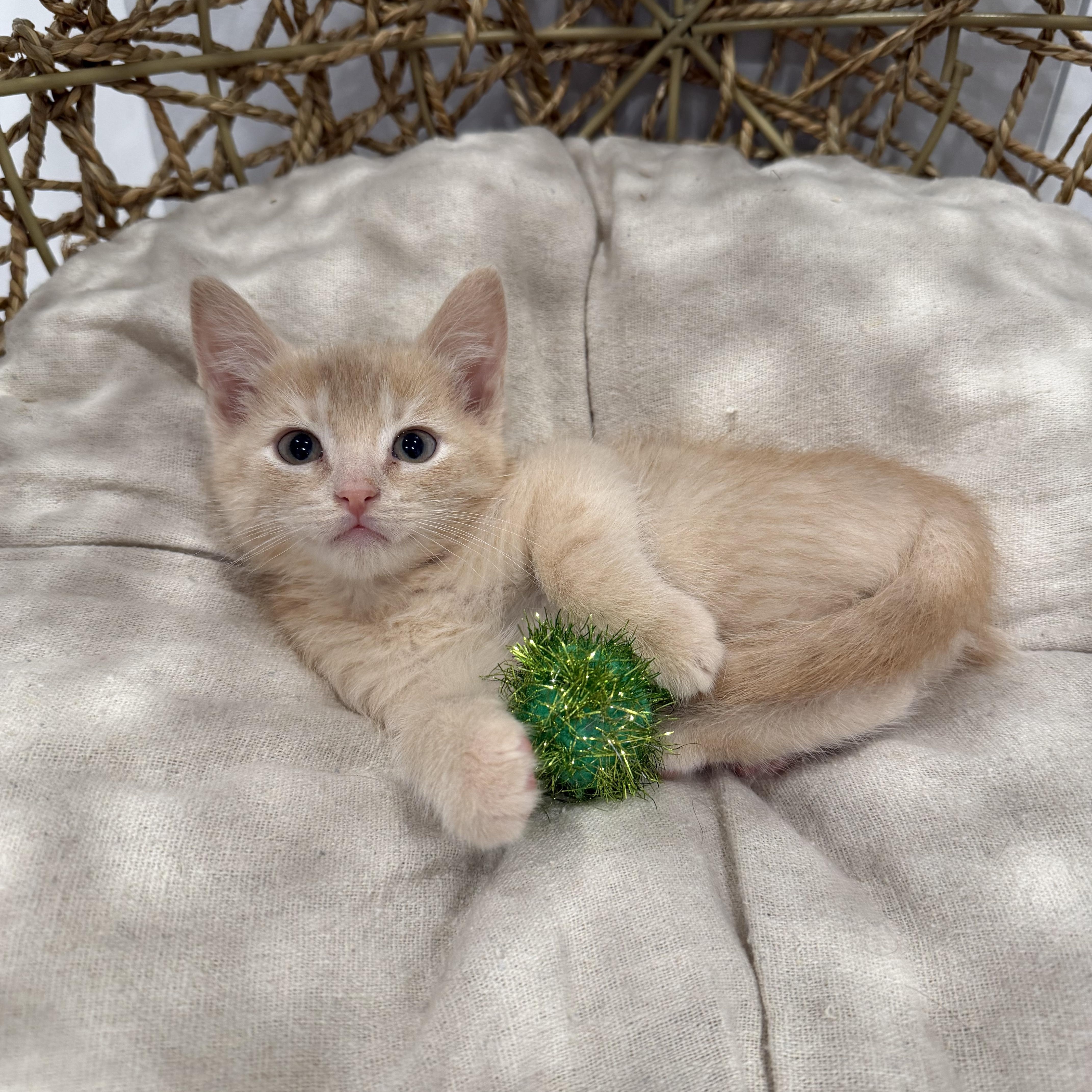 Tangerine thumbnail 3