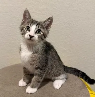 A baby small-sized male Domestic Short Hair cat named Thistle for adoption in Magnolia, TX