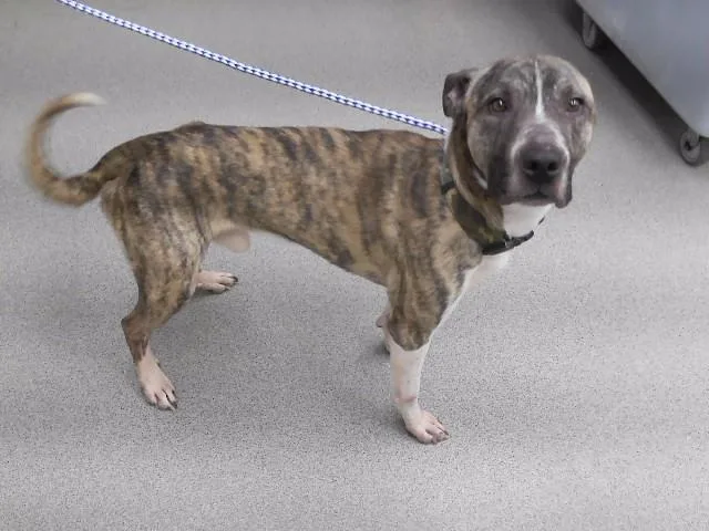 An adult medium-sized male Labrador Retriever dog named Odie for adoption in Omaha, NE