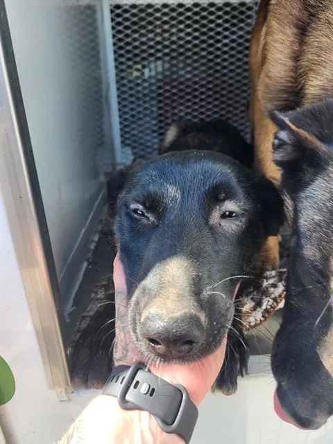 A baby medium-sized female Belgian Shepherd / Malinois dog named Miko for adoption in Bakersfield, CA