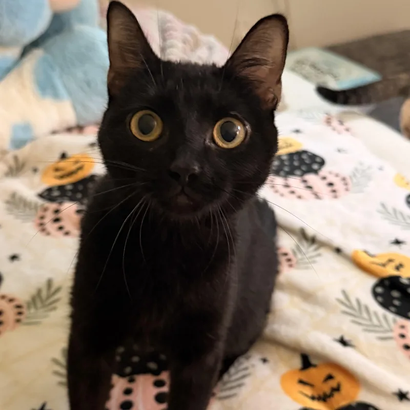 Quinn