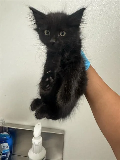 A baby small-sized male Domestic Short Hair cat named Midnight for adoption in Bakersfield, CA
