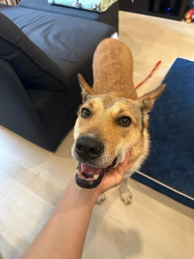 An adult medium-sized female Tricolor (Brown, Black, & White) Mixed Breed dog named Lotus for adoption in Long Island City, NY