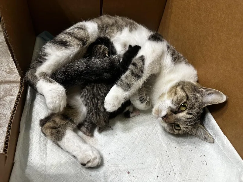 A young medium-sized female Domestic Short Hair cat named Gracie for adoption in Ferndale, MI