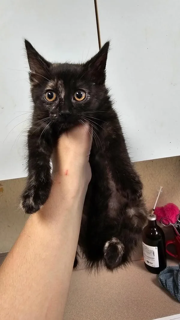 A baby small-sized female Domestic Short Hair cat named Cranberry for adoption in Salisbury, MD