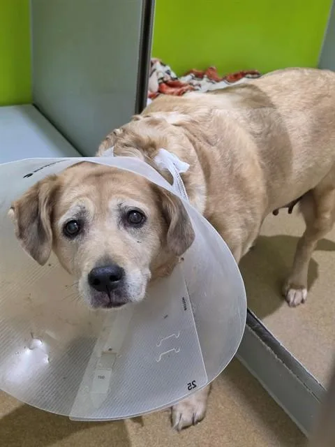 A senior large-sized female Labrador Retriever dog named Belle for adoption in Saint Peters, MO