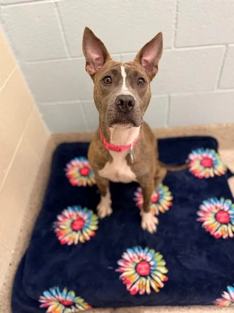 A young medium-sized female Pit Bull Terrier dog named Sweetums for adoption in Brighton, CO