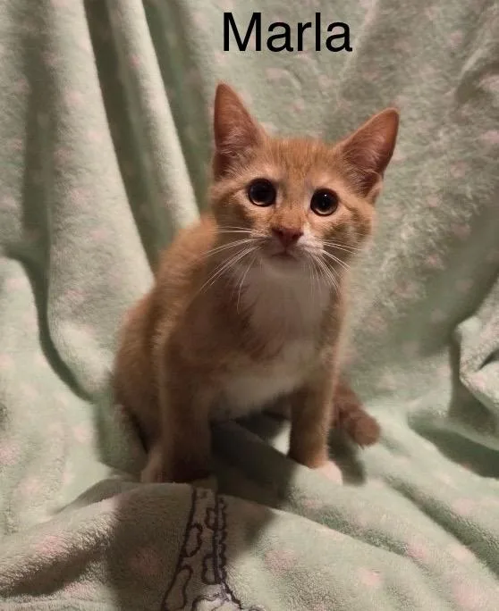 A baby medium-sized female Orange / Red Tabby cat named Marla for adoption in Wyandotte, MI