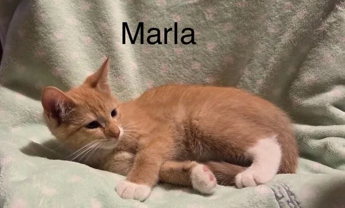 Marla thumbnail 2