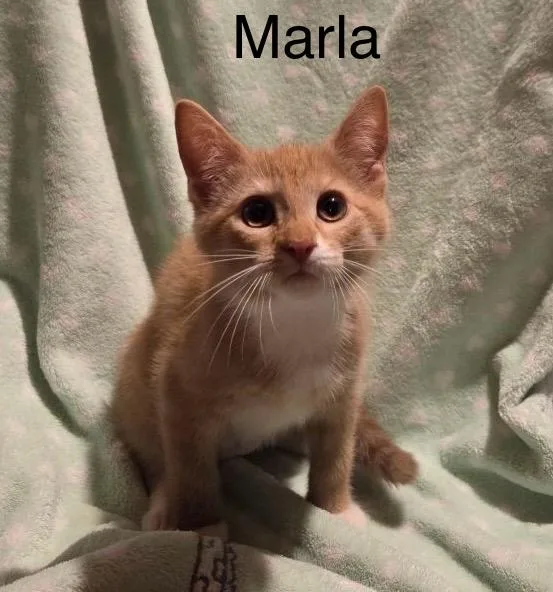 Marla thumbnail 4