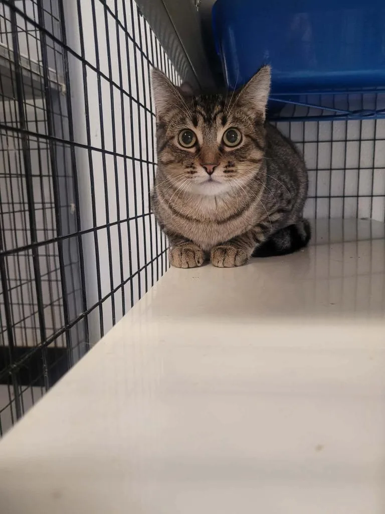 A baby medium-sized female Domestic Short Hair cat named Needle for adoption in Republic, MO