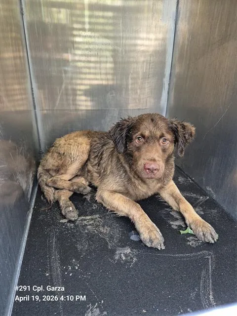 A young medium-sized male Australian Shepherd dog named Choco Le' Tate for adoption in San Antonio, TX