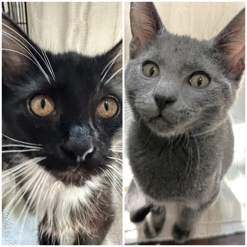 Pebble and Dominique thumbnail 3