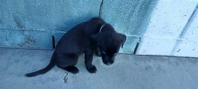 A baby medium-sized female Labrador Retriever dog named Misty for adoption in Baldwin Park, CA
