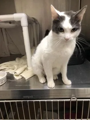 An adult medium-sized female Domestic Short Hair cat named Maisy Mae for adoption in Hillsboro, OR