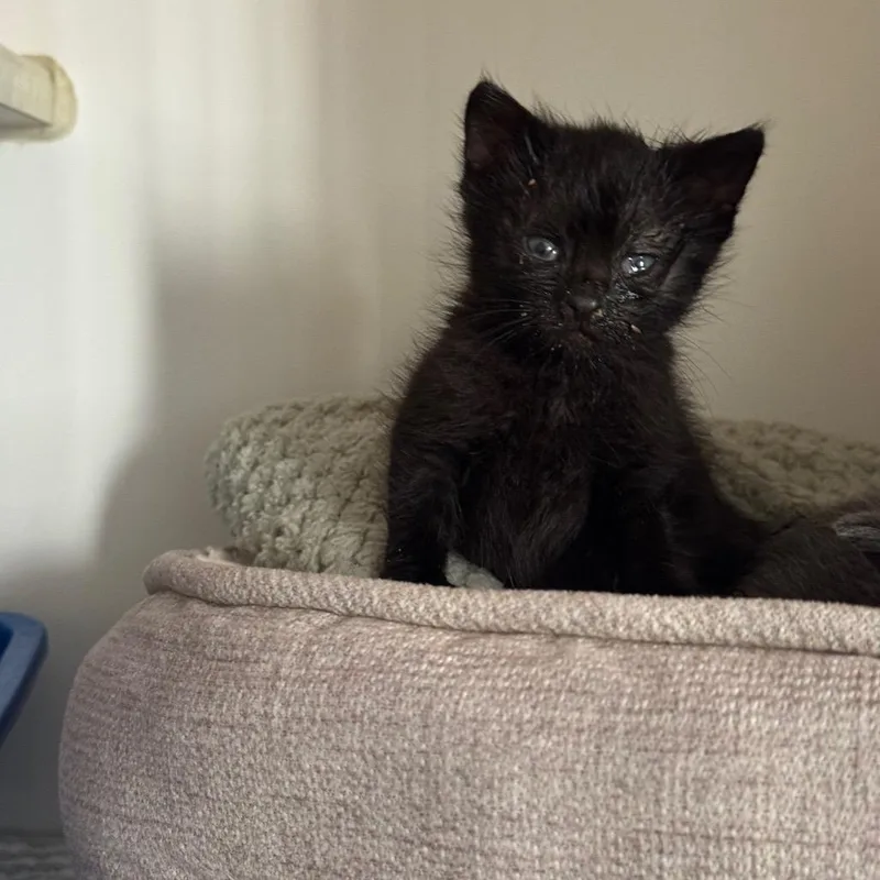 A baby small-sized female Black Domestic Medium Hair cat named Penelope for adoption in San Pablo, CA