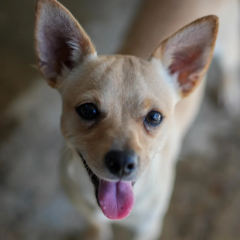 An adult small-sized male Yellow / Tan / Blond / Fawn Chihuahua dog named Charlie for adoption in Fresno, CA