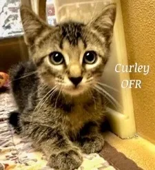 Curley thumbnail 3