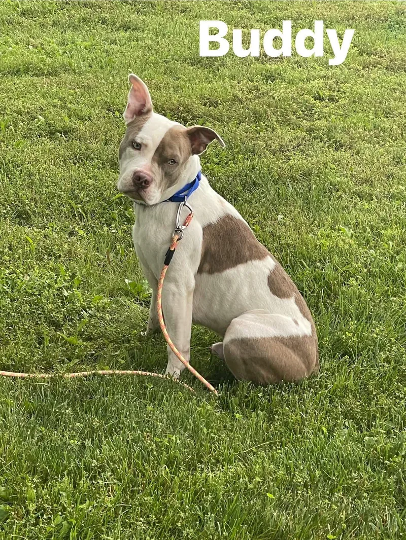 An adult medium-sized male White / Cream Pit Bull Terrier dog named Buddy for adoption in Lewis Center, OH