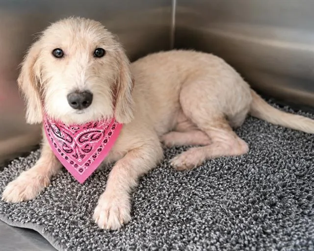 A young small-sized female Petit Basset Griffon Vendeen dog named Lark for adoption in Tustin, CA