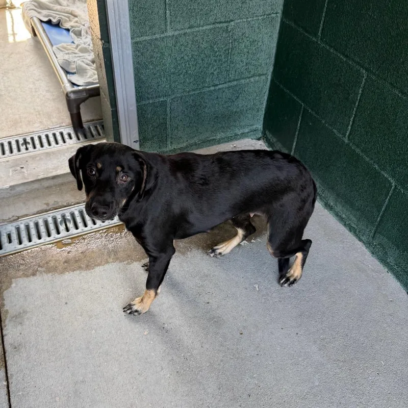 A young small-sized female Black Rat Terrier dog named Mystery Machine for adoption in Carencro, LA