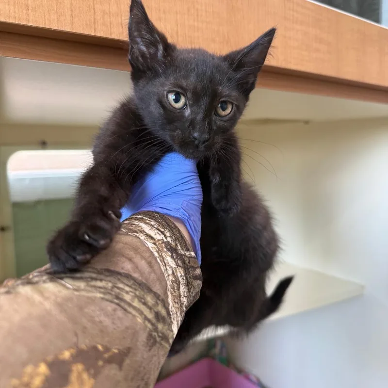 A baby small-sized male Black Domestic Short Hair cat named Leatherface for adoption in Pullman, WA