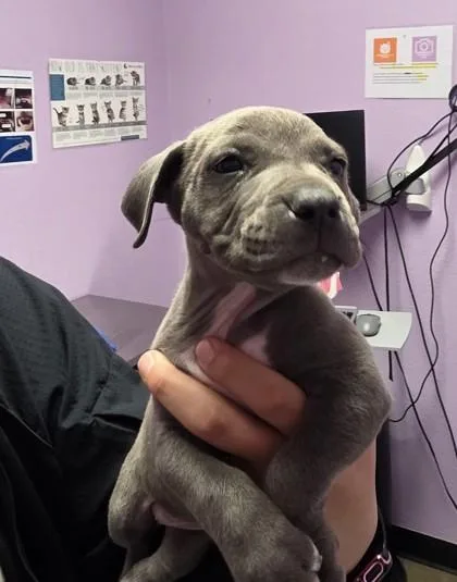 Luna Lana Honey Rose thumbnail 3