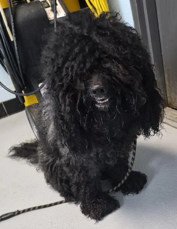 An adult medium-sized male Standard Poodle dog named Pen for adoption in Lawrenceville, GA