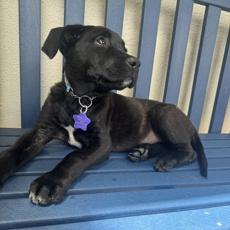A baby medium-sized female Black Mixed Breed dog named Tomato for adoption in San Francisco, CA
