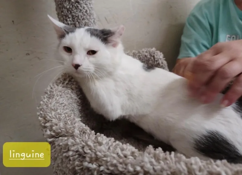 A baby medium-sized male Gray & White Domestic Short Hair cat named Linguine for adoption in Walworth, WI