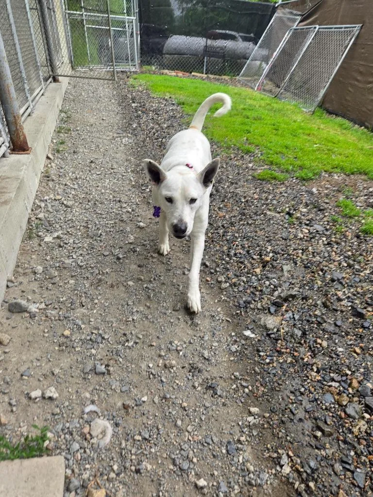 An adult large-sized female Labrador Retriever dog named Lilly Mae for adoption in Lunenburg, VT