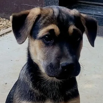 A baby medium-sized female Mixed Breed dog named Clover for adoption in Chino valley, AZ