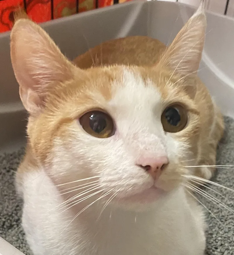A young medium-sized male Orange & White Domestic Short Hair cat named Tangelo for adoption in Cape May, NJ