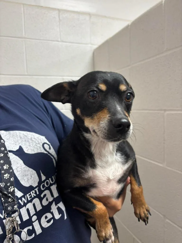 An adult small-sized male Miniature Pinscher dog named Randall for adoption in Van Wert, OH