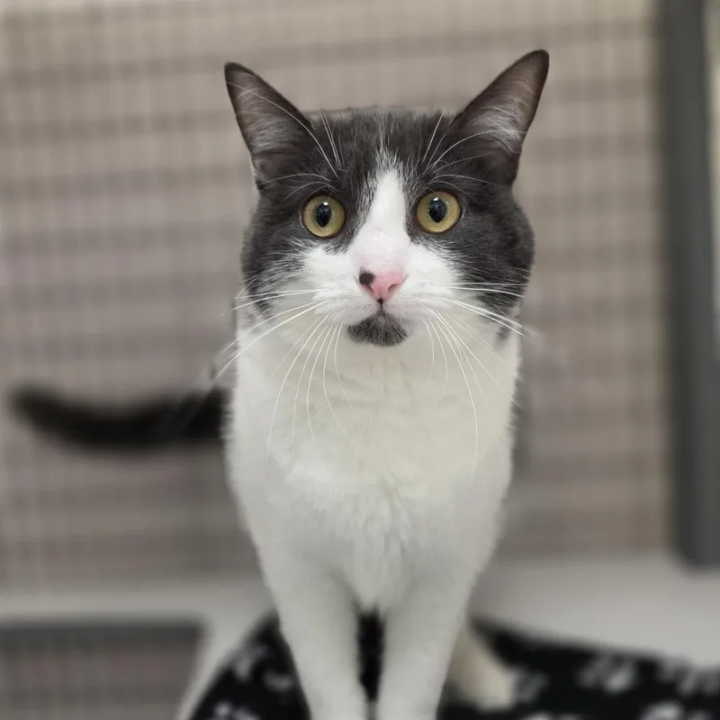 A young large-sized female Gray / Blue / Silver Domestic Short Hair cat named Wilma for adoption in Oshkosh, WI