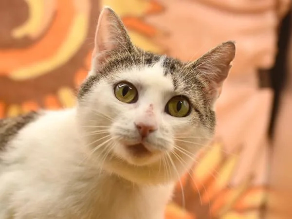 A young medium-sized female Domestic Short Hair cat named Wildcat for adoption in Portland, OR