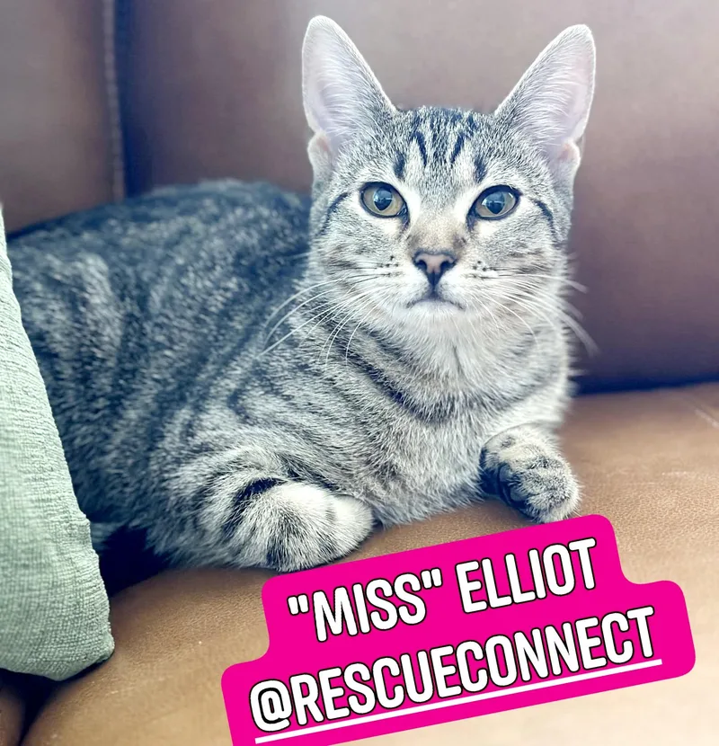 A young medium-sized female Tabby (Brown / Chocolate) Domestic Short Hair cat named Elliot for adoption in Wilmington, NC
