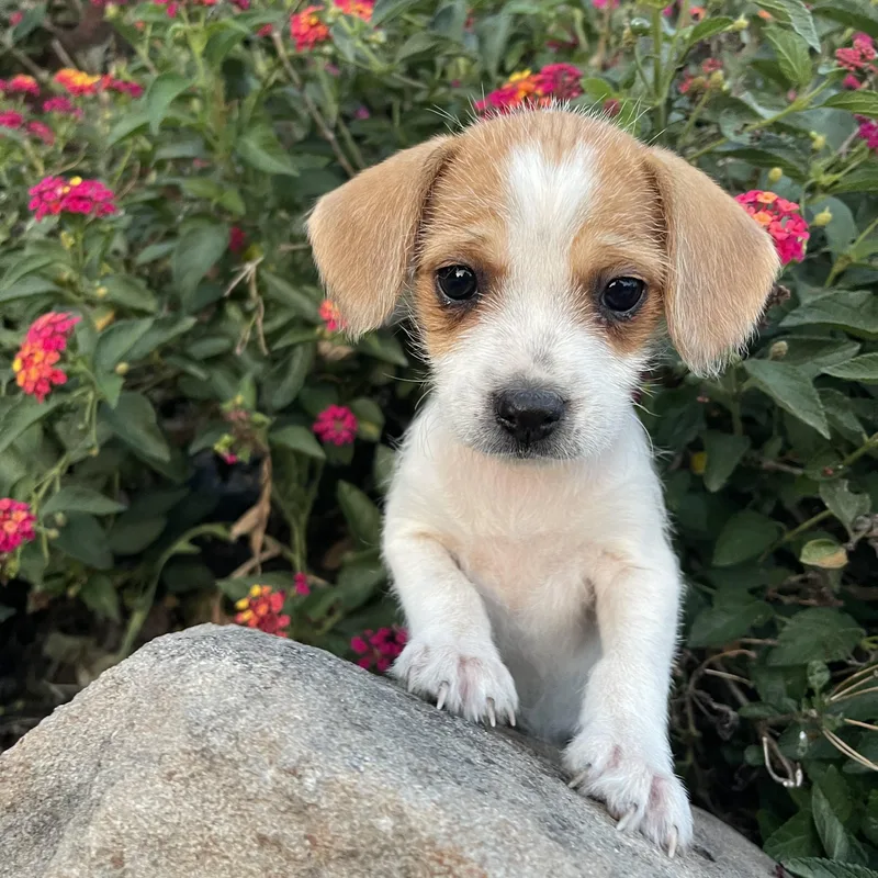 A baby small-sized female Brown / Chocolate Beagle dog named Stevie for adoption in Vacaville, CA