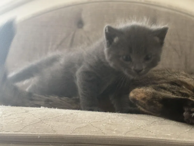 Daisy And Leo thumbnail 4