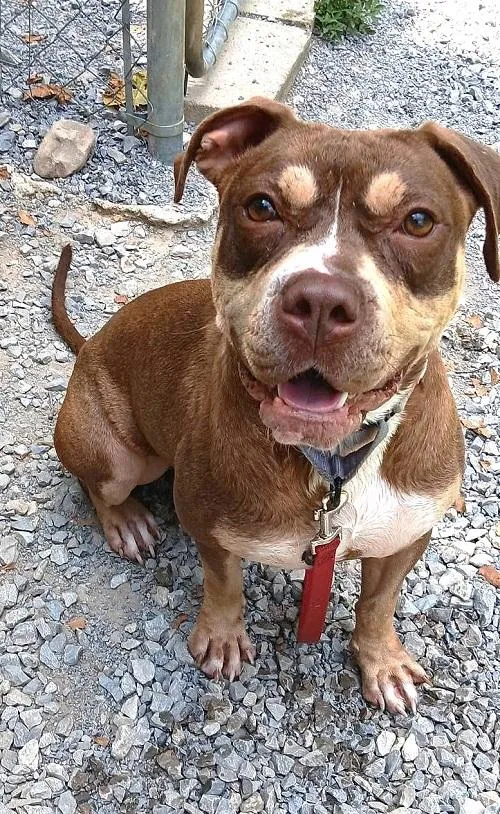 An adult medium-sized female Terrier dog named Bunni for adoption in Pegram, TN