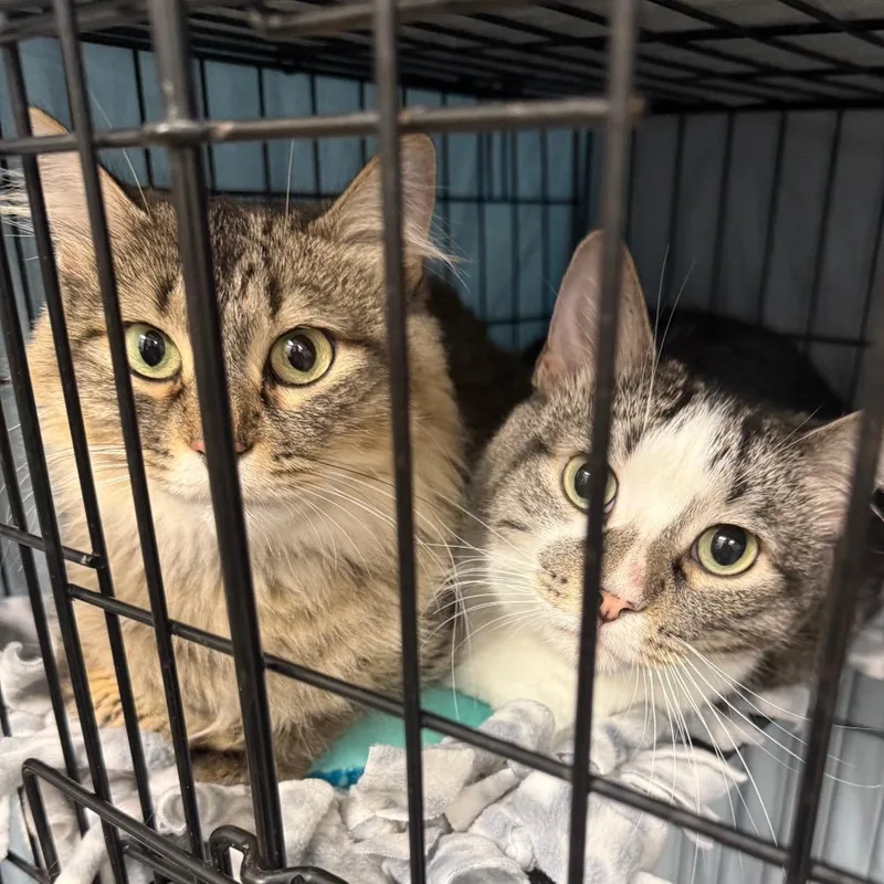 An adult small-sized female Gray / Blue / Silver Domestic Long Hair cat named Cosmic for adoption in Normal, IL