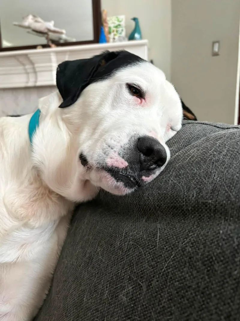 Ted