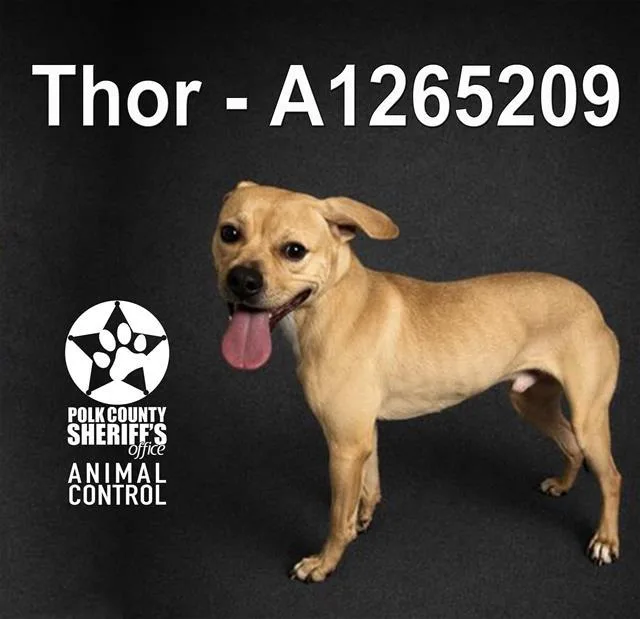 An adult medium-sized male American Bulldog dog named Thor for adoption in Winter Haven, FL