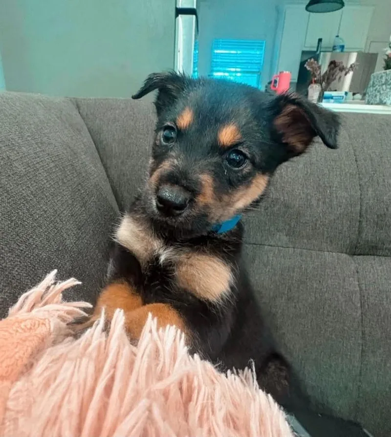 A baby medium-sized male Brown / Chocolate German Shepherd Dog dog named Zeppelin for adoption in Brewster , NY