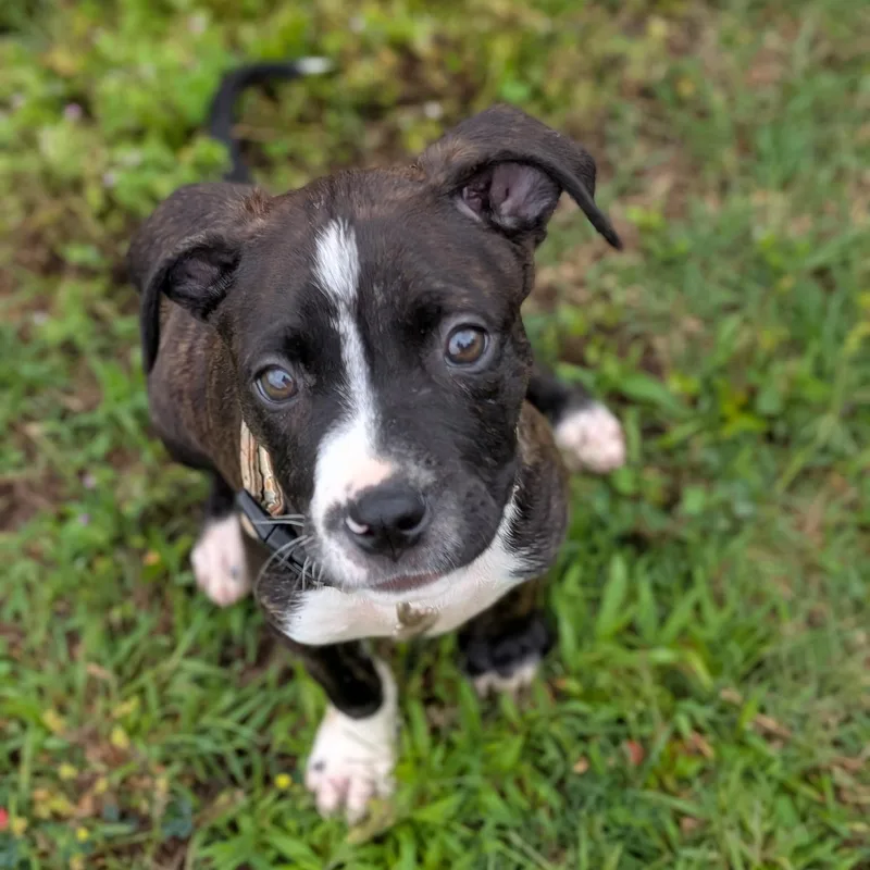 A baby medium-sized female Brindle Mixed Breed dog named Cruz for adoption in Spring hill, TN